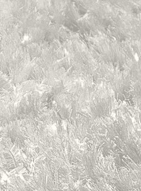 Product rayon micro 2-1 | shaggy rug